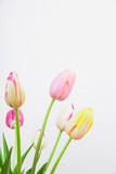 Fototapeta Tulipany - Bunte Tulpen vor weißem Hintergund