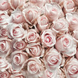 Pink vintage roses