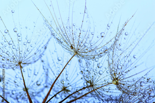 Naklejka - mata magnetyczna na lodówkę dandelion