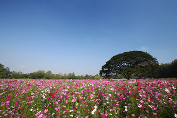 Wall Mural - cosmos flower field