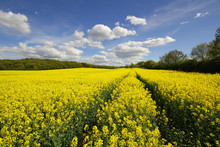 A Yellow Rapeseed Oil Field Under A Blue Sky.