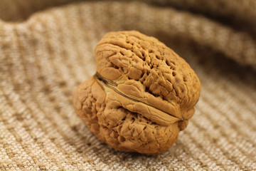 Giant walnut in shell