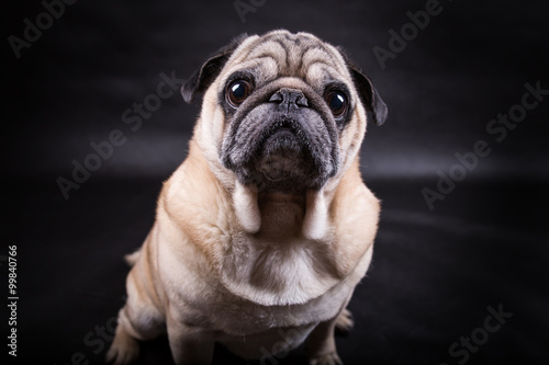 portret-mopsa-na-ciemnym-tle