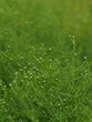 grüne zarte Pflanzen Textur