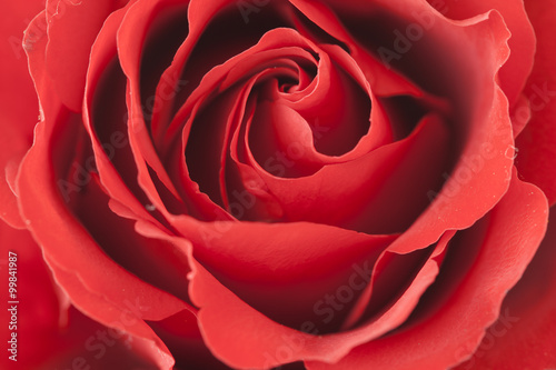 Naklejka na meble Closeup view red rose