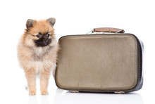 Spitz Puppy With Vintage Suitcase. Isolated On White Background
