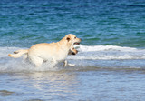 Fototapeta  - labradors at the sea with a ball