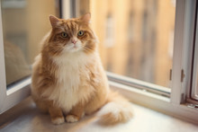 Fat Ginger Cat