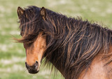 Fototapeta Konie - Icelandic horse