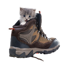 Fluffy Gray Kitten In A High Boot