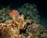 Fototapeta Do akwarium - Night coral reef