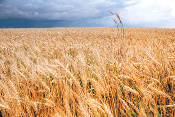 wheat field