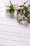 Fototapeta Kwiaty - Tender apple blossom  on white painted wooden  planks.