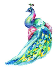 Watercolor Peacock