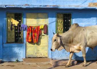 India Rajasthan Jodhpur. Blue city street life photography