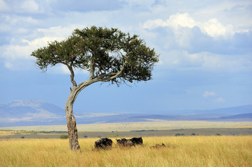 Poster - Landscape with tree in Africa