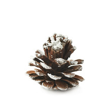 Single Decorational Pine Cone Isolated