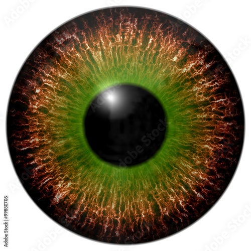 Obraz w ramie Brown green eye iris isolated element on white background