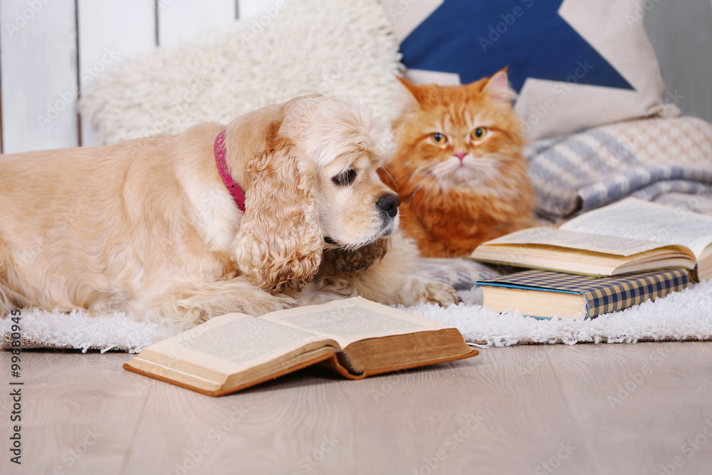 Cat and dog with books on sofa inside