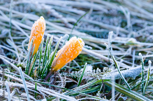Fototapeta na szkło Krokus - wiosenne przebudzenie