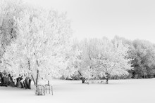 Forest Of Trees Covered In Heavy Frost In Winter Landscape In Black And White