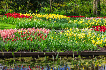 Fototapete - Spring flowers reflected in water. Keukenhof Garden, Netherlands