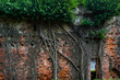 Tree root covered wall
