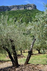 Poster - Olive trees