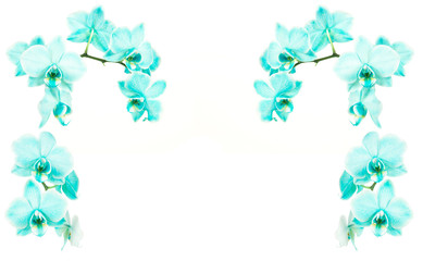 Wall Mural - Turquoise blooming orchids on a white background on the sides and on top of the frame with space for text