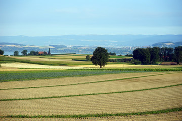 Wall Mural - Farm fields