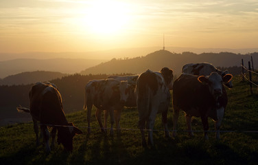 Poster - Cows and sunset