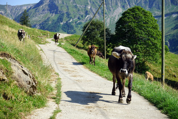 Poster - Herd of cows