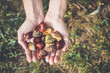Handful of chestnuts