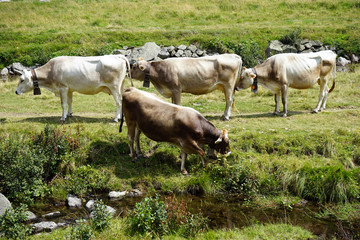 Poster - Group of cows