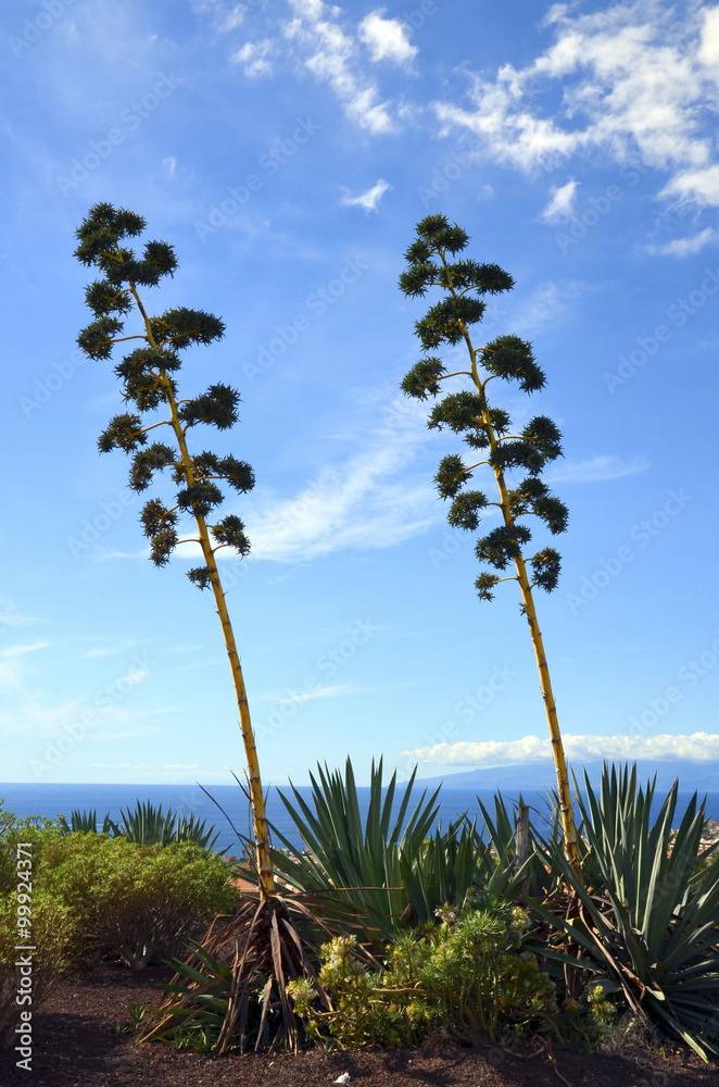 whale's tongue agave agave ovatifolia whale's tongue  AceMegaSucculents