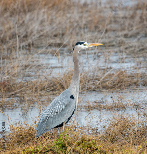 Fotografia, Obraz Great Blue Heron, Ardea Herodias, amouflaged in marshland