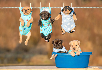 Three american staffordshire terrier puppies hanging on a clothesline and two puppies sitting in a washing bawl