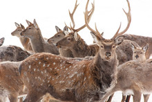 A Large Herd Of Sika Deer Standing In The Woods In Winter.