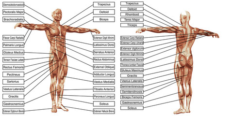 Wall Mural - Vector 3D man muscle anatomy with text isolated