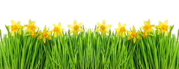 Canvas Print - narcissus flowers in green grass with water drops