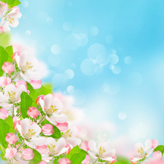 Sticker - Spring flowers. Apple blossoms blue sky background