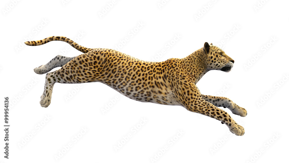 Leopard running, wild animal isolated on white background Stock