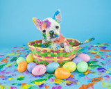 Fototapeta Zwierzęta - Painted Easter Puppy
