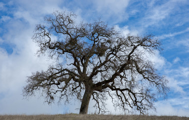 Wall Mural - California Oak in Wispy Skies. Joseph Grant County Park, Santa Clara County, California, USA.