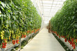 © Uzfoto - Hydroponic tomato gardening