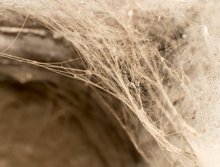 Wall Mural - old web as background