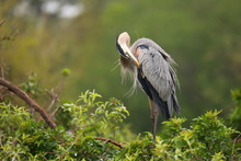 Great Blue Heron Preening Its Feathers. It Is The Largest North