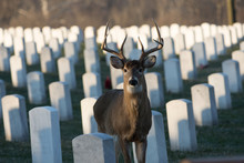 Large White-tailed Buck In Cemetery