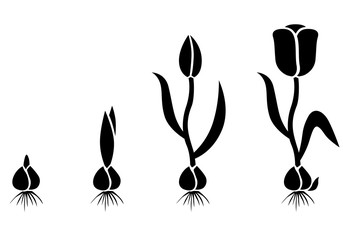 Wall Mural - Growth cycle tulip