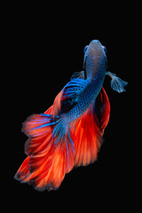 Poster - Betta fish